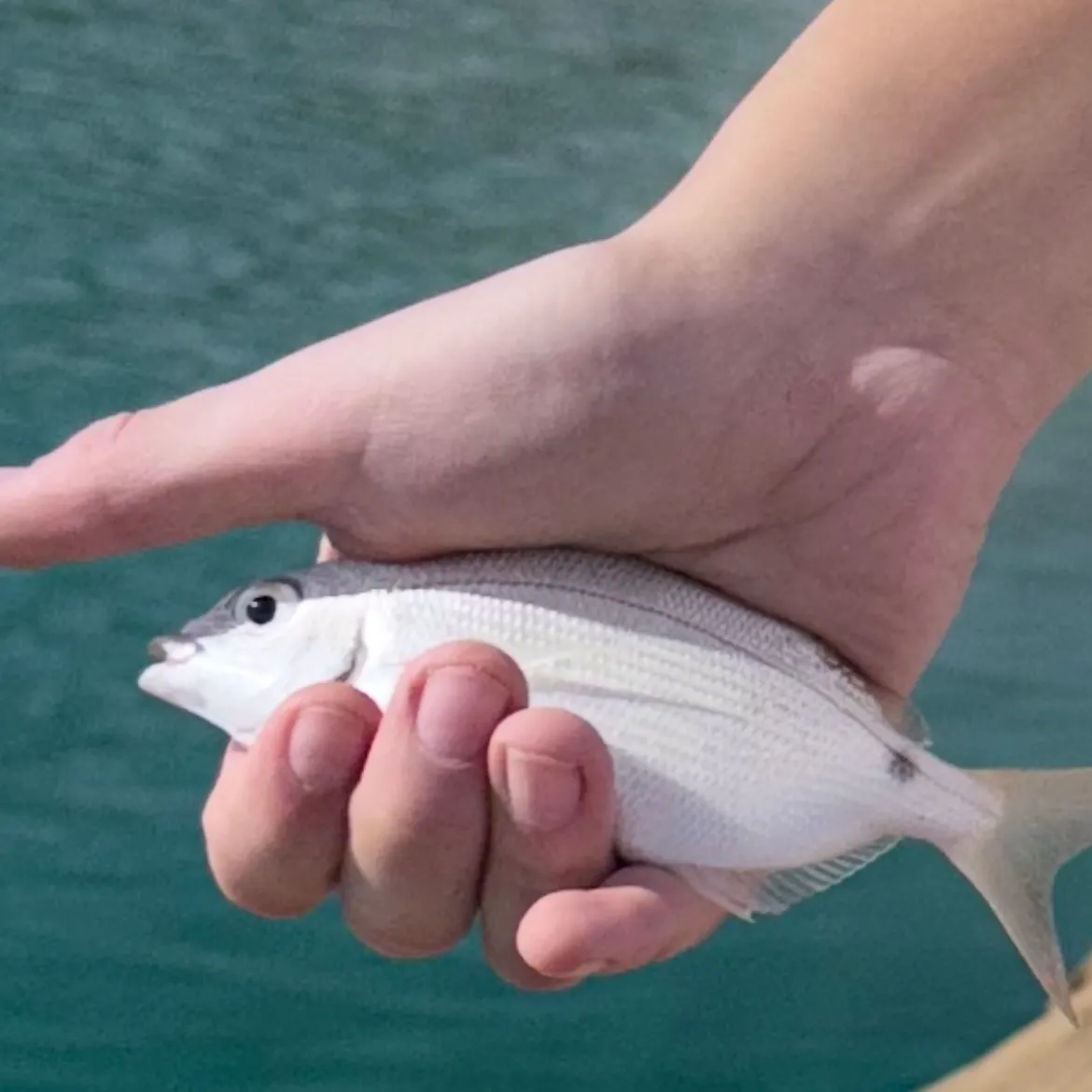 The most recent Striped seabream catches on Fishbrain