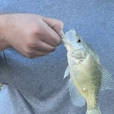 White crappie caught on Fishbrain