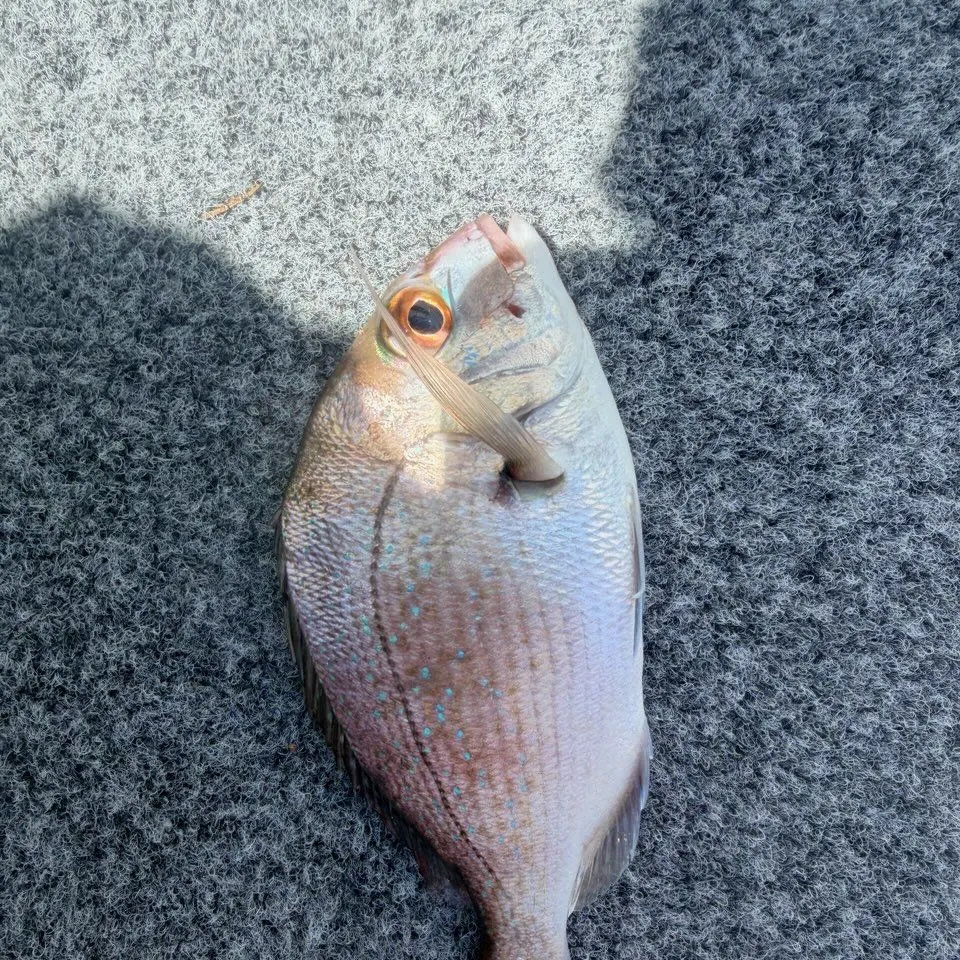 Australasian snapper caught on Fishbrain