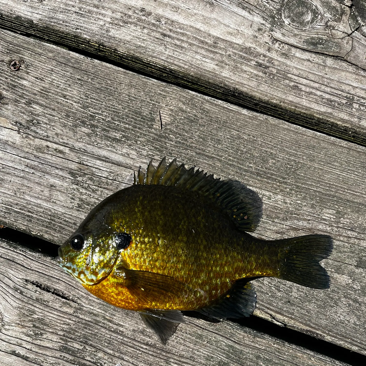 Pumpkingill hybrid caught on Fishbrain