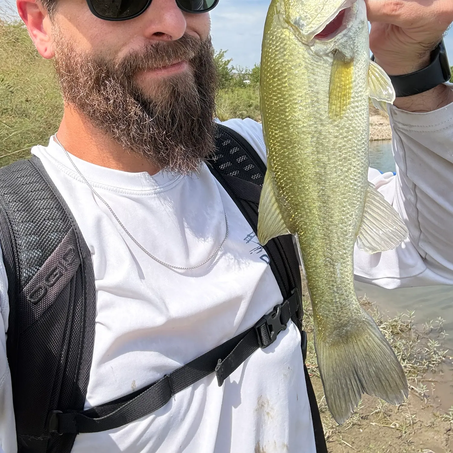 Largemouth bass caught on Fishbrain