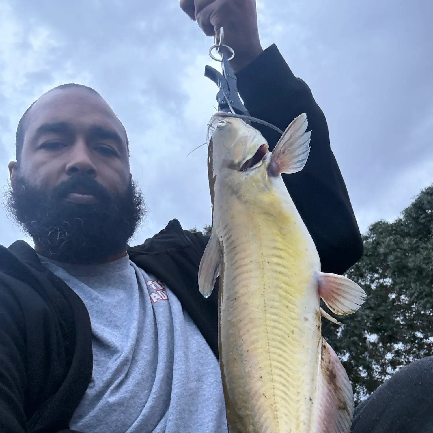 Channel catfish caught on Fishbrain