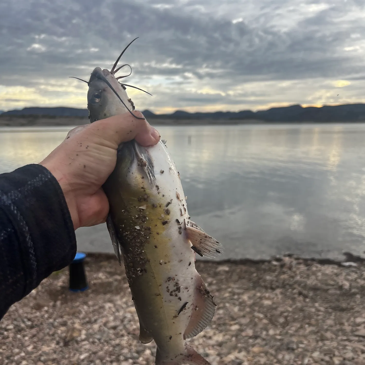 Channel catfish caught on Fishbrain