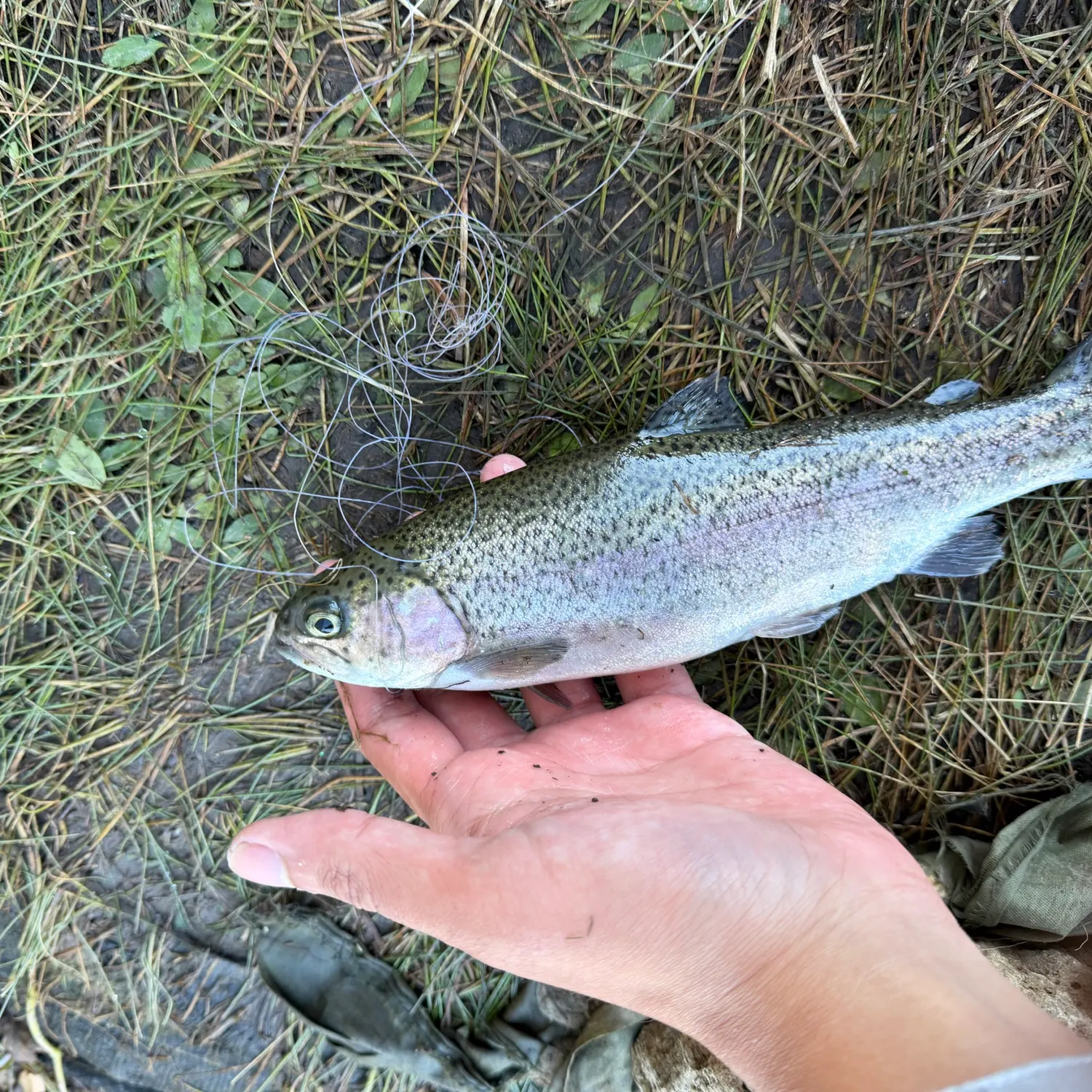 Rainbow trout caught on Fishbrain