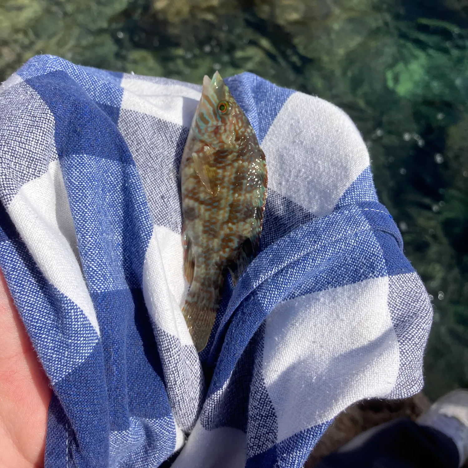 The most recent Corkwing wrasse catches on Fishbrain