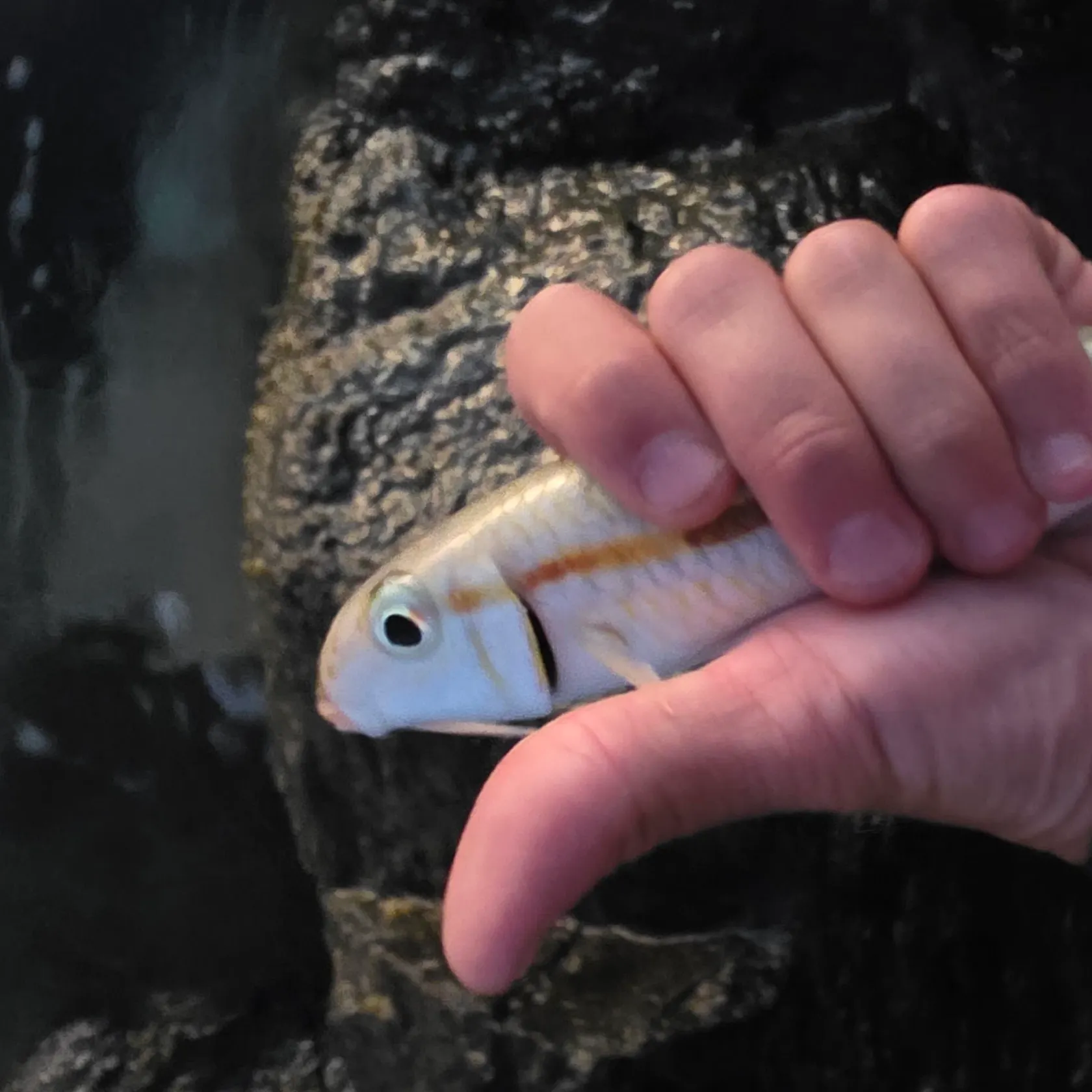 The most recent Yellowstripe goatfish catches on Fishbrain