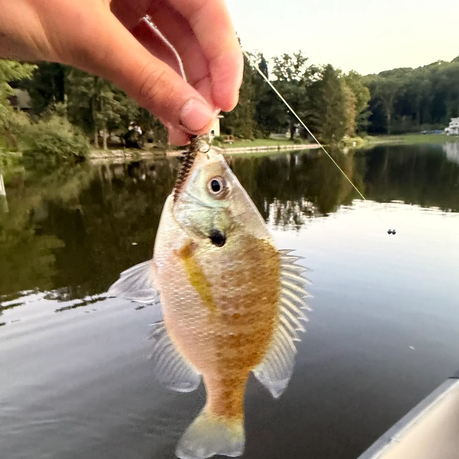 Bluegill caught on Fishbrain
