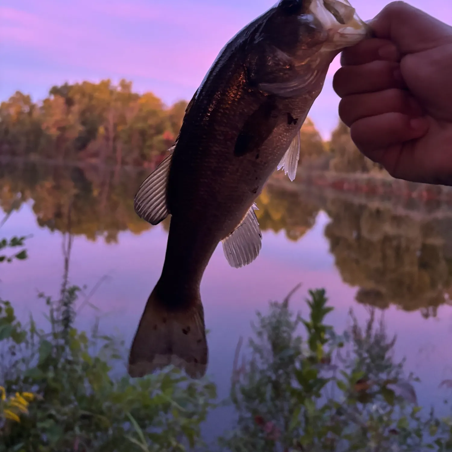 Largemouth bass caught on Fishbrain