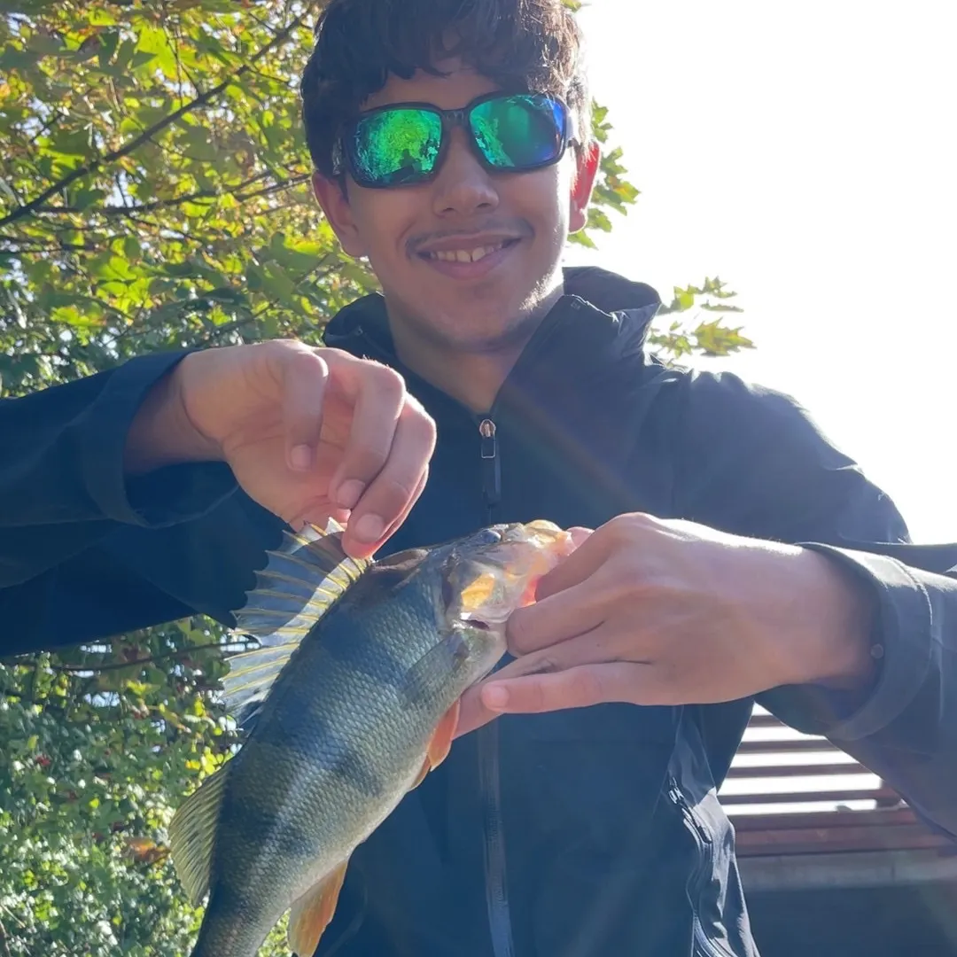 European perch caught on Fishbrain