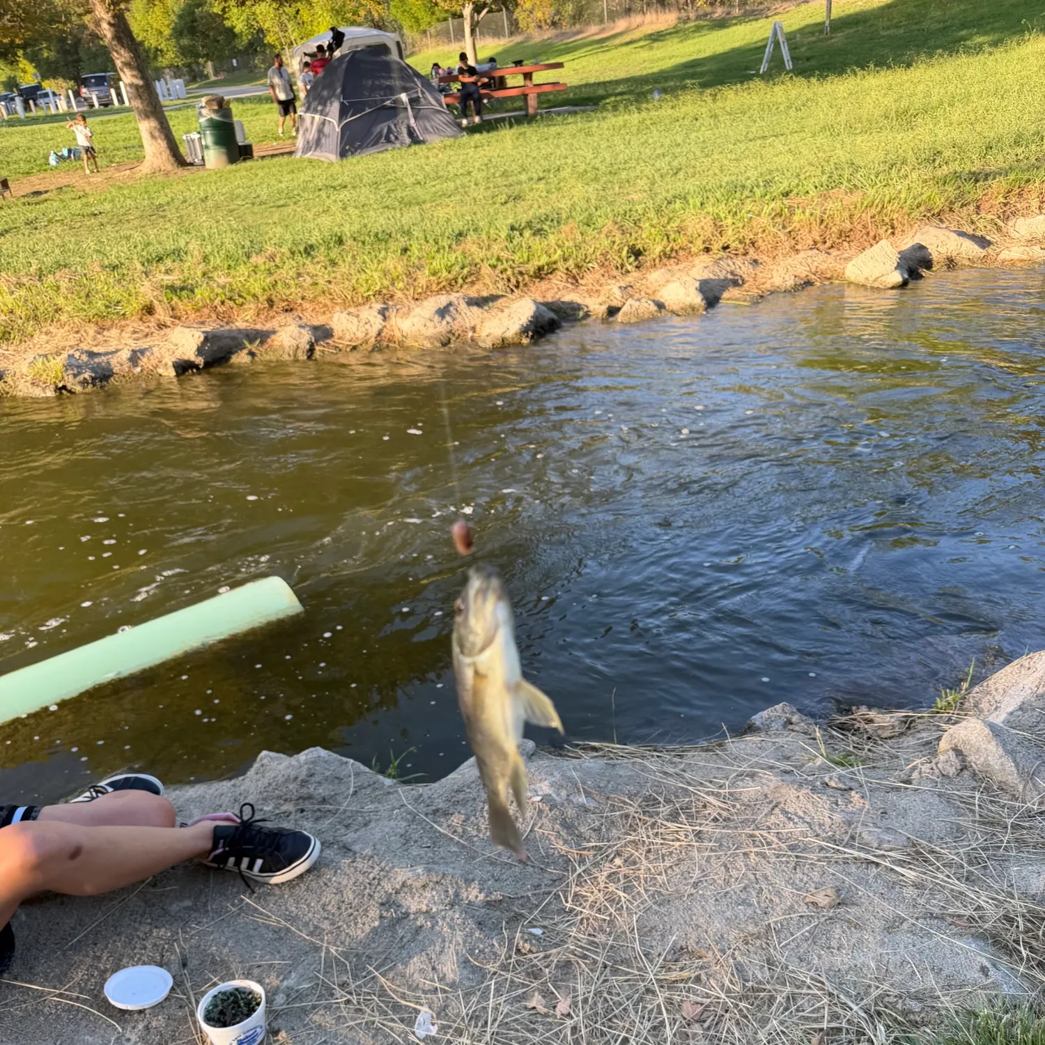 The most recent Blue tilapia catches on Fishbrain