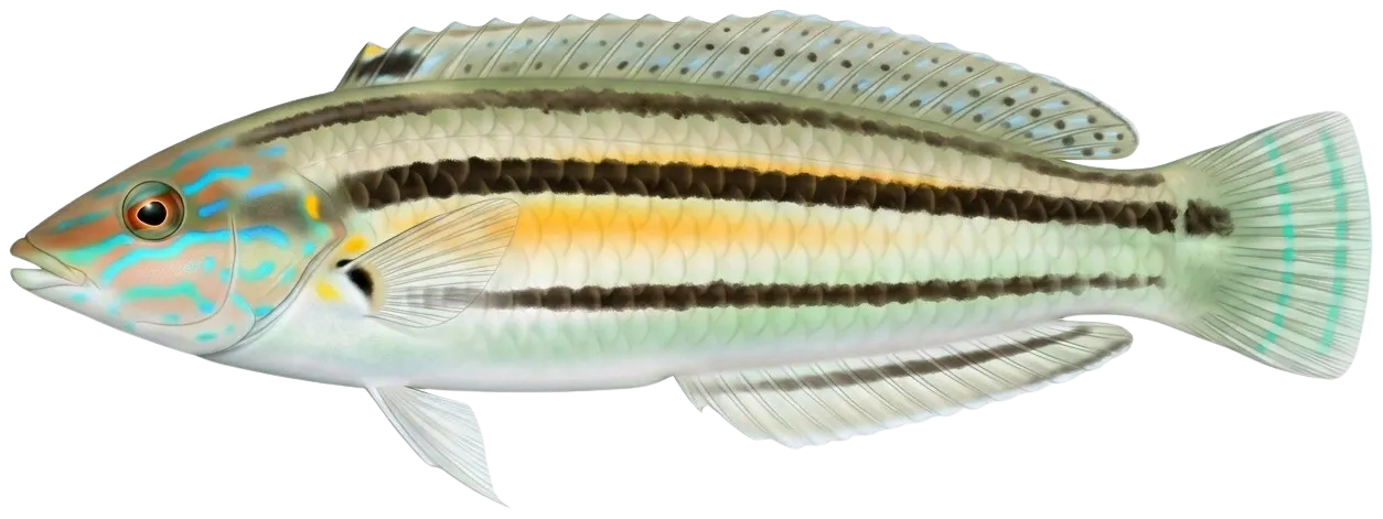 Slippery dick wrasse