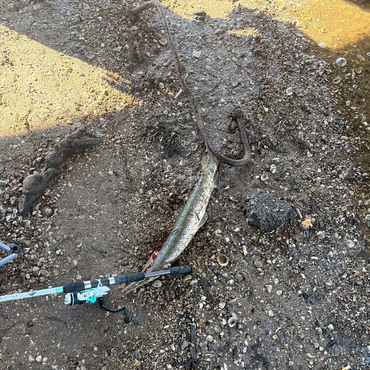The most recent Longnose gar catches on Fishbrain