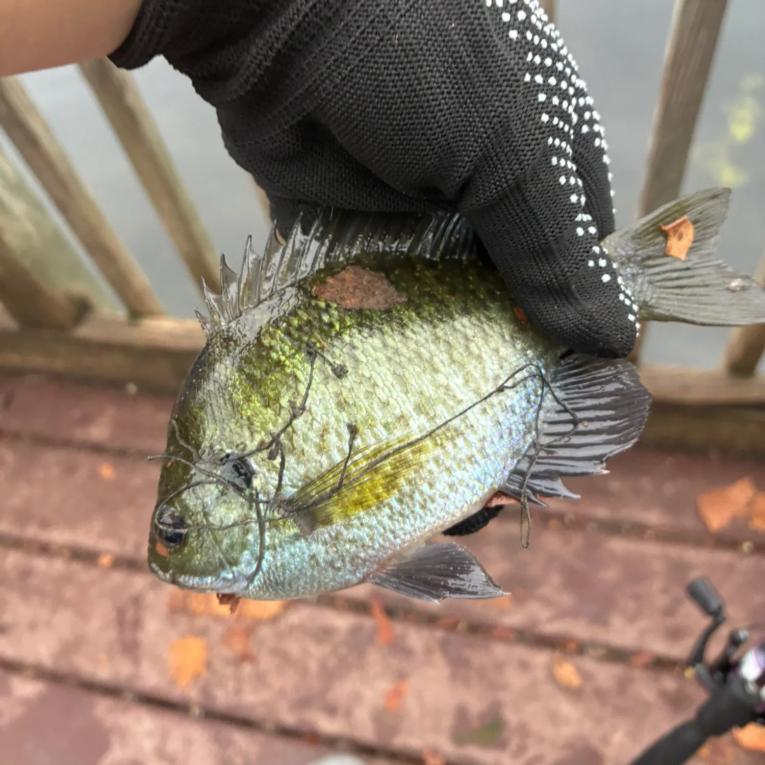 Bluegill caught on Fishbrain
