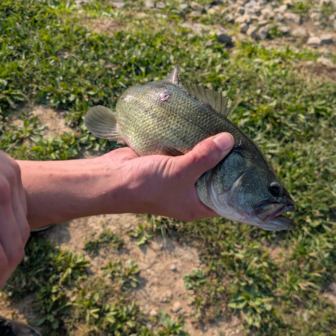 The most recent Little River smallmouth bass catches on Fishbrain