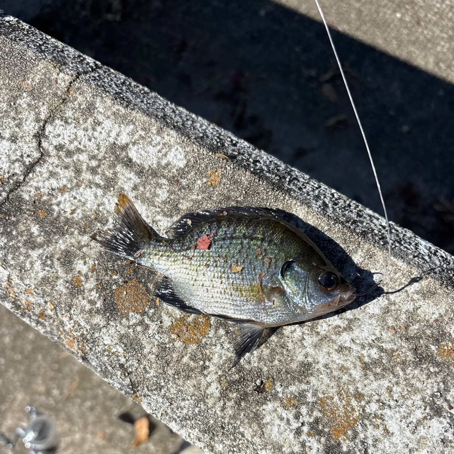 Bluegill caught on Fishbrain