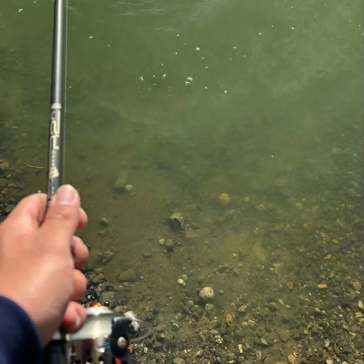 Channel catfish caught on Fishbrain