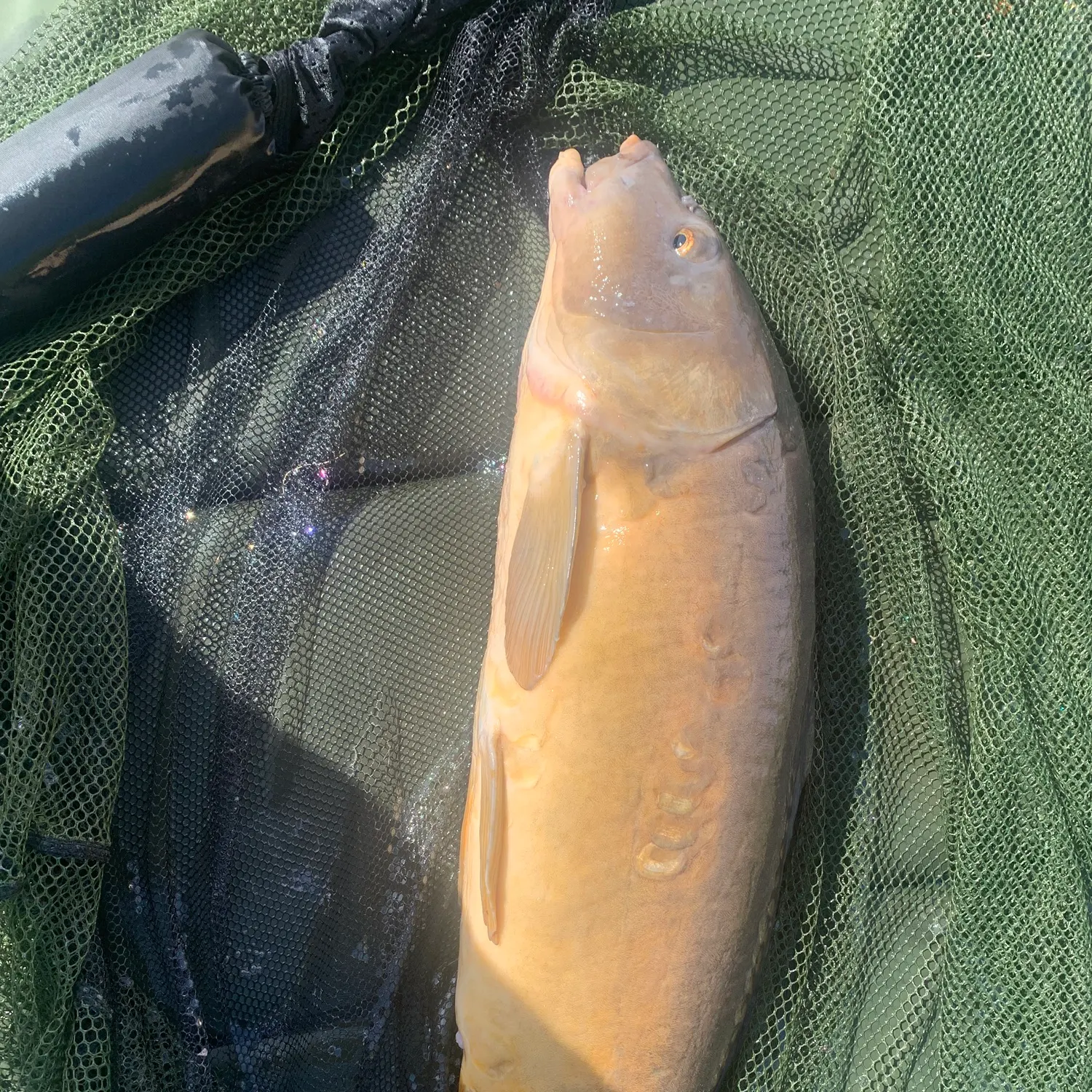 Mirror carp caught on Fishbrain