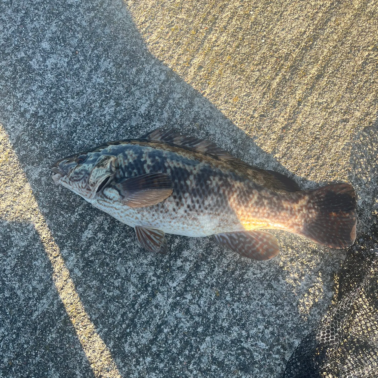Ballan wrasse caught on Fishbrain