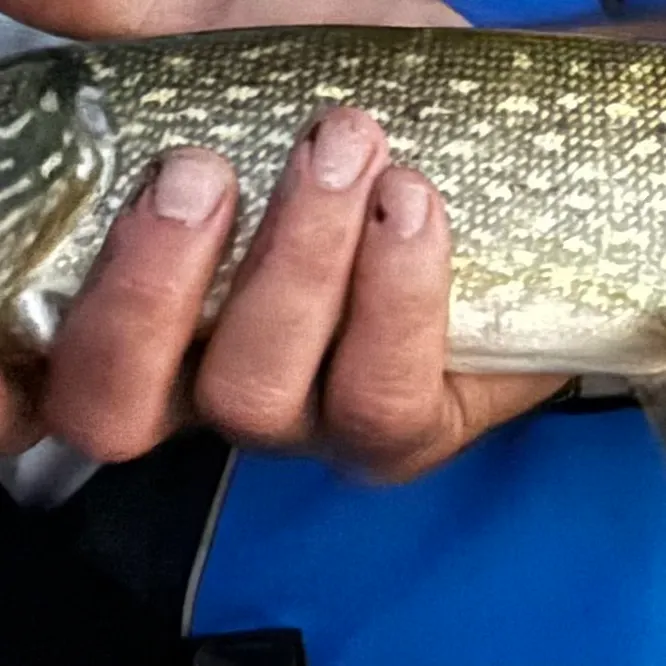 Fish caught on Fishbrain