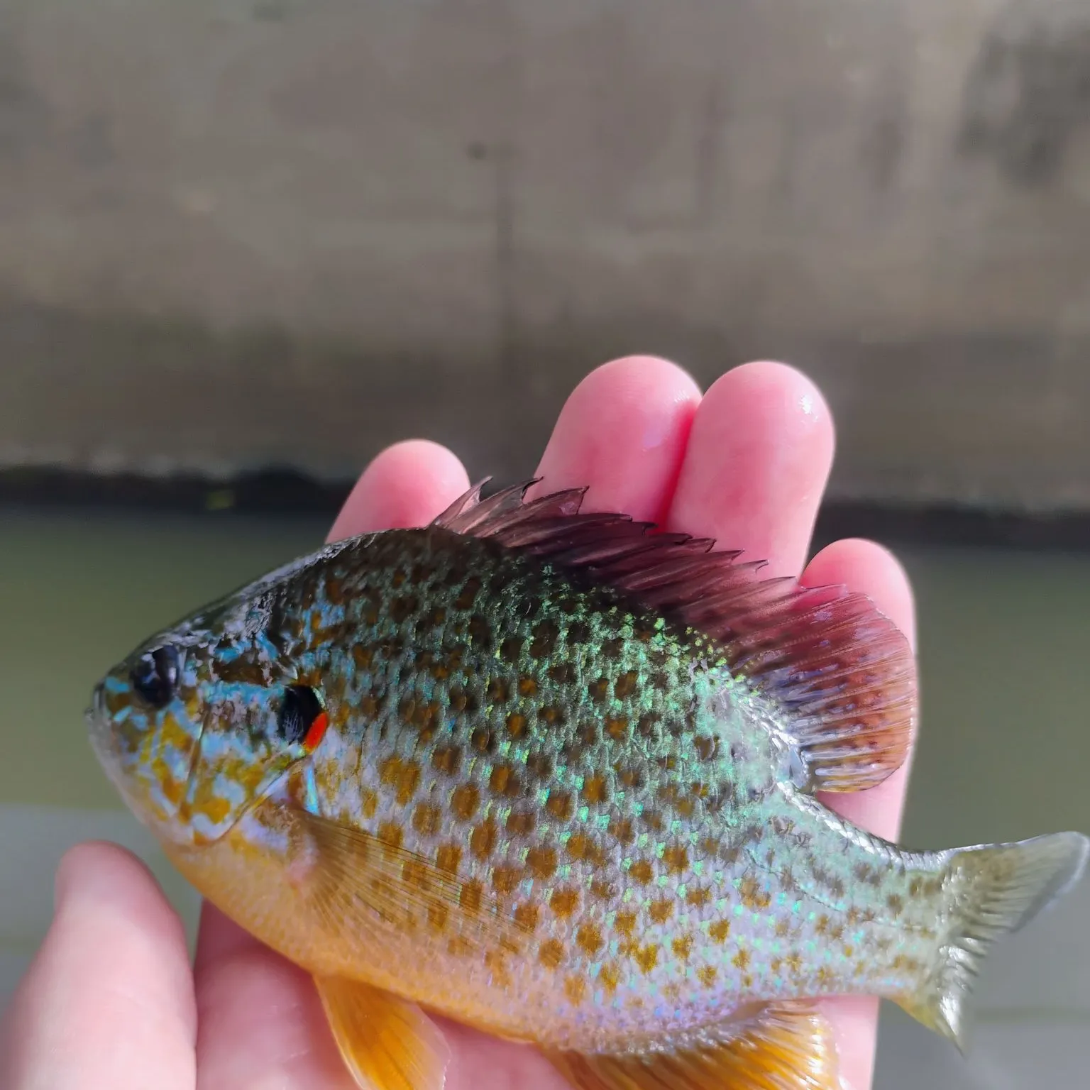 Pumpkinseed caught on Fishbrain