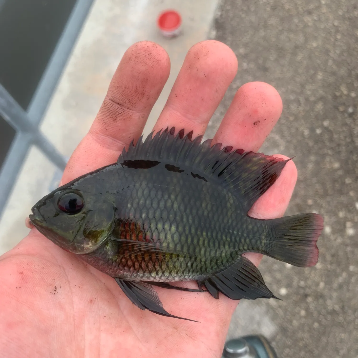 catch