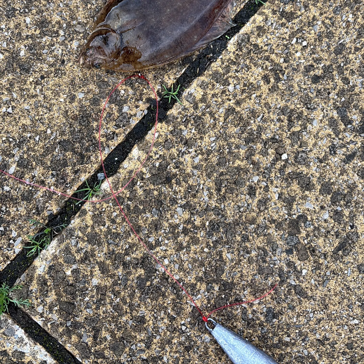 The most recent Common dab catches on Fishbrain