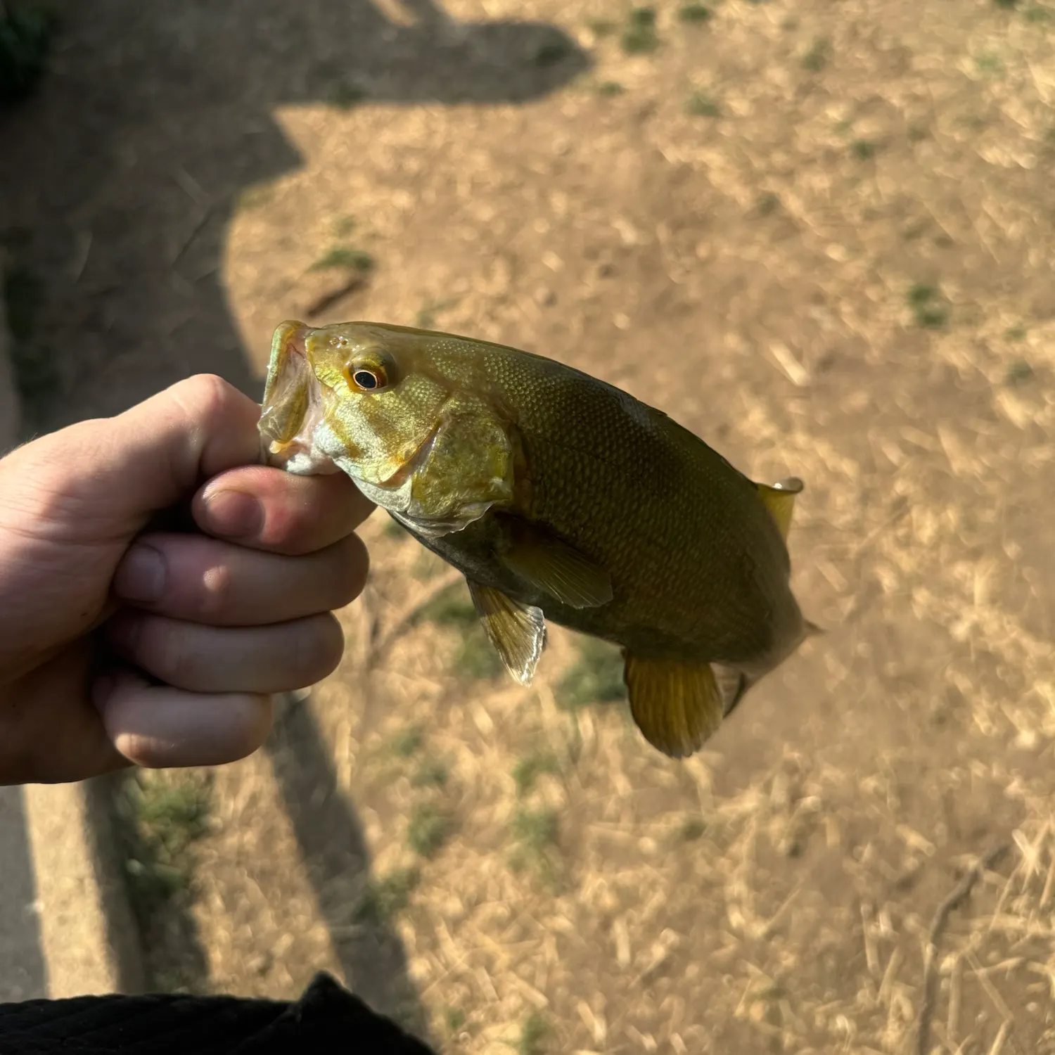 Smallmouth bass caught on Fishbrain