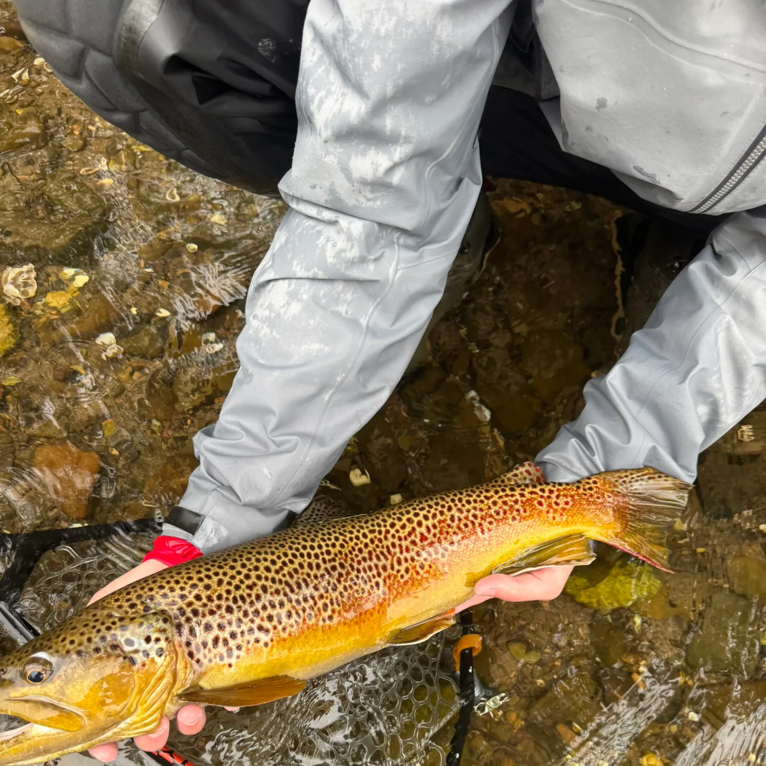 Brown trout caught on Fishbrain