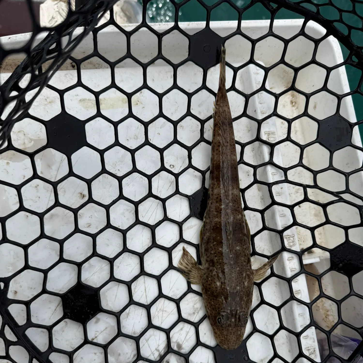 The most recent Sand flathead catches on Fishbrain