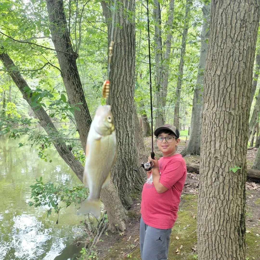 The most recent Silver shiner catches on Fishbrain