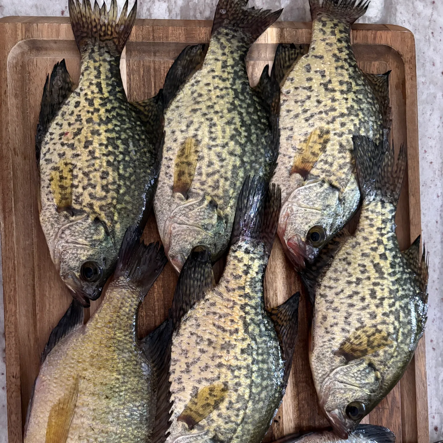 recently logged catches