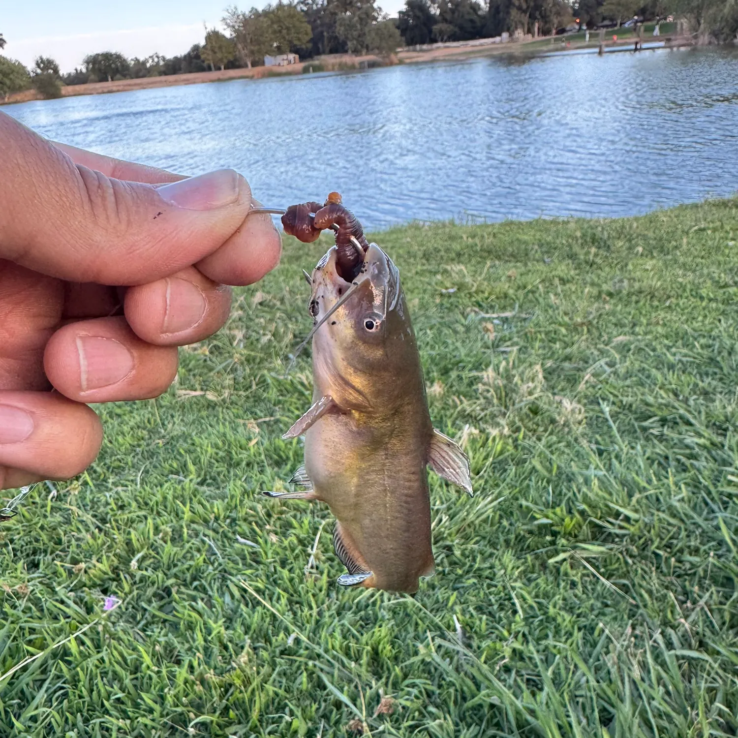 Yellow bullhead caught on Fishbrain