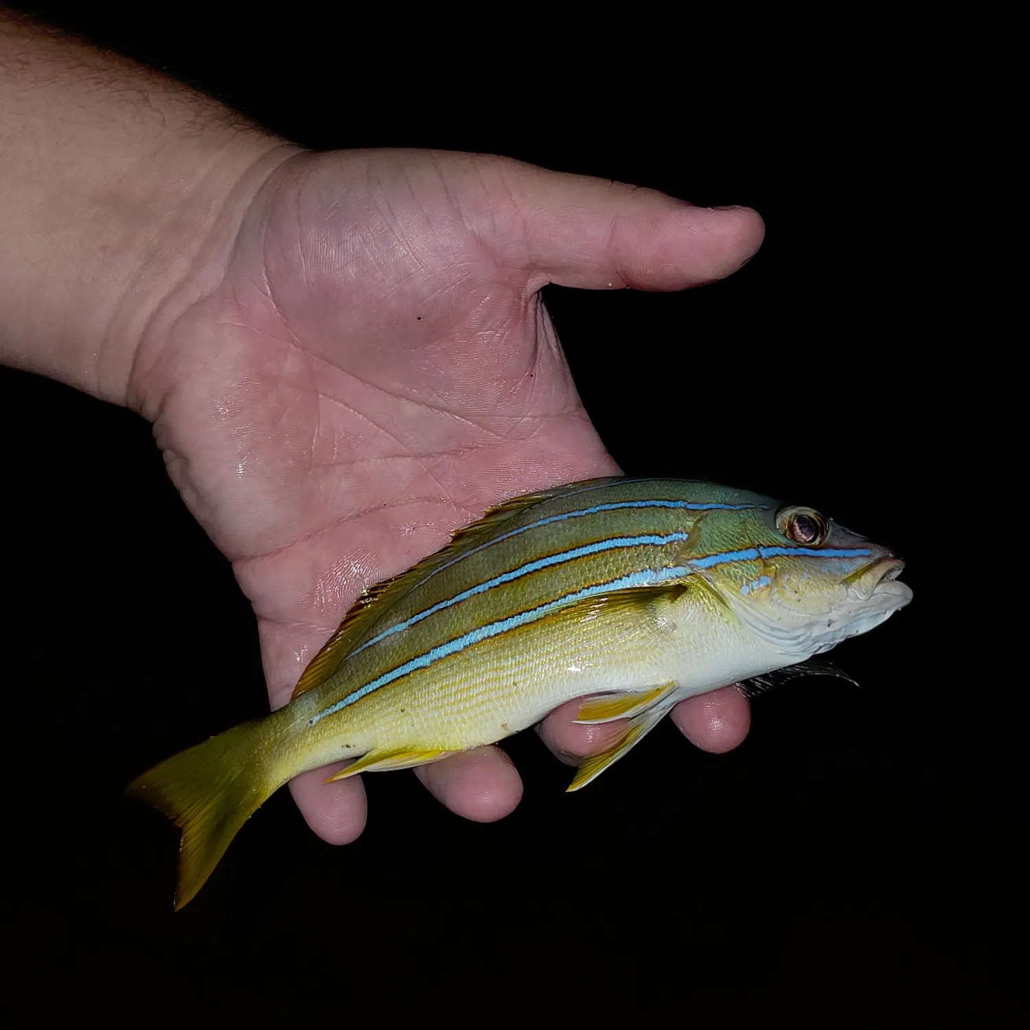 Bluestriped grunt caught on Fishbrain