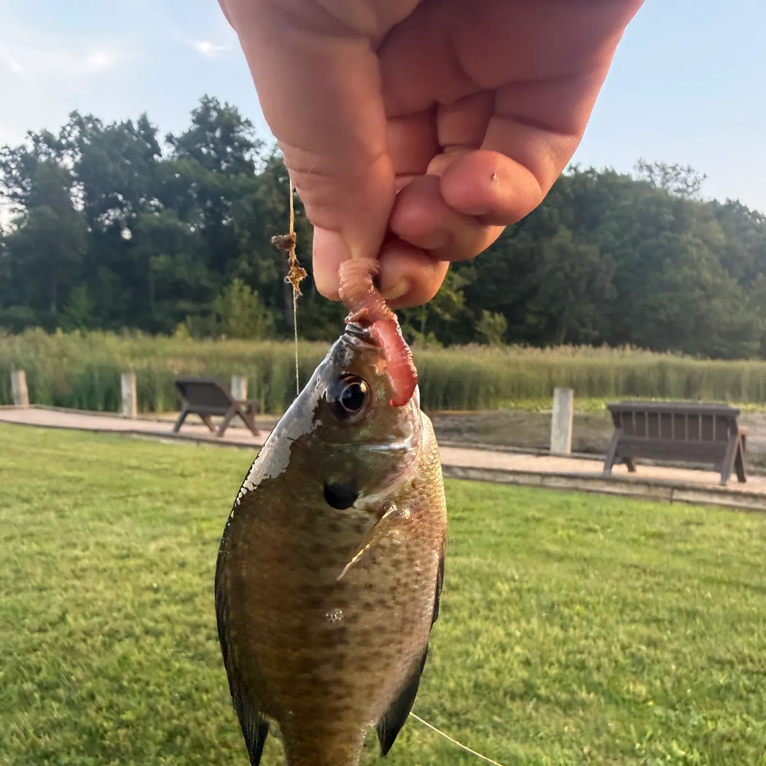 Bluegill caught on Fishbrain