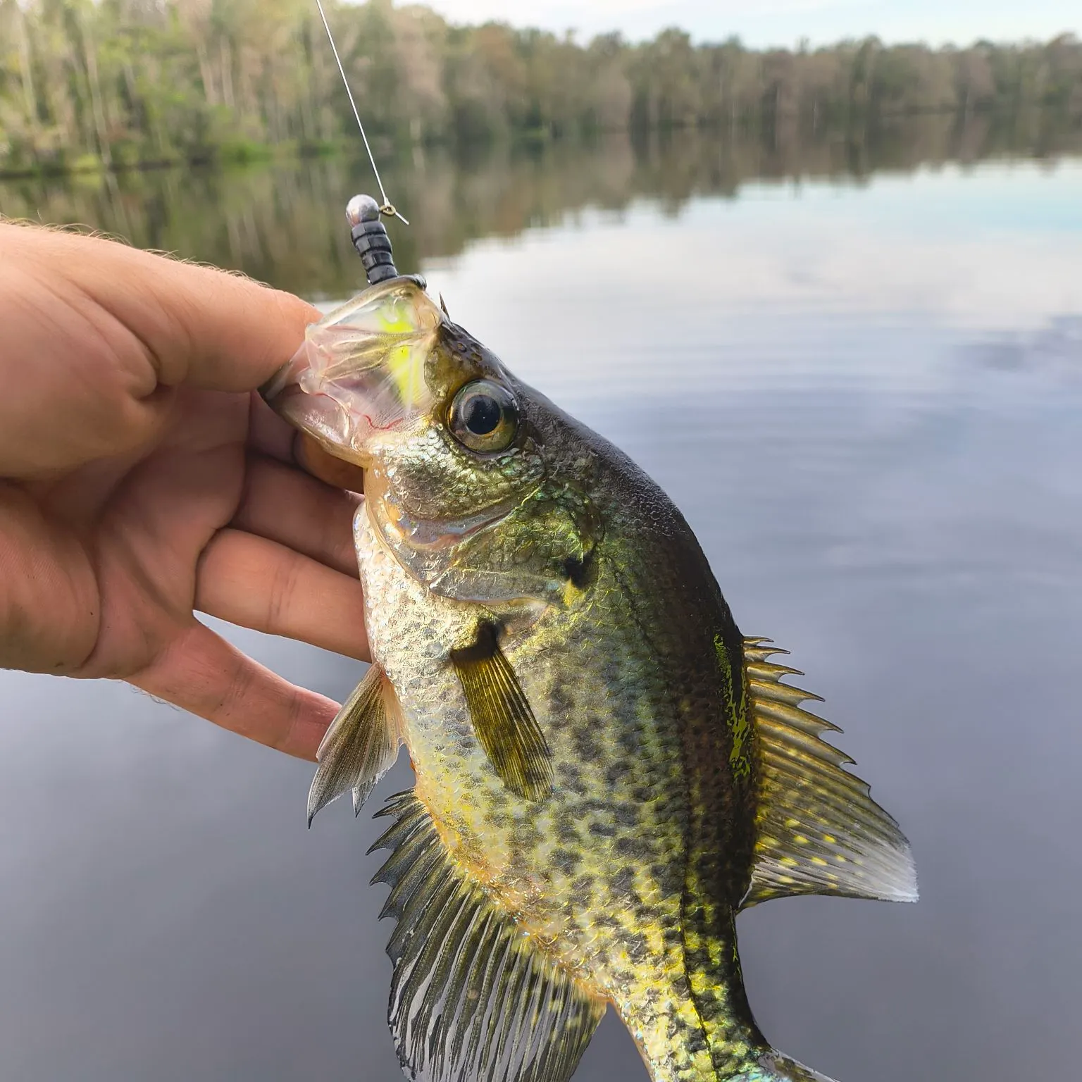 Black crappie caught on Fishbrain