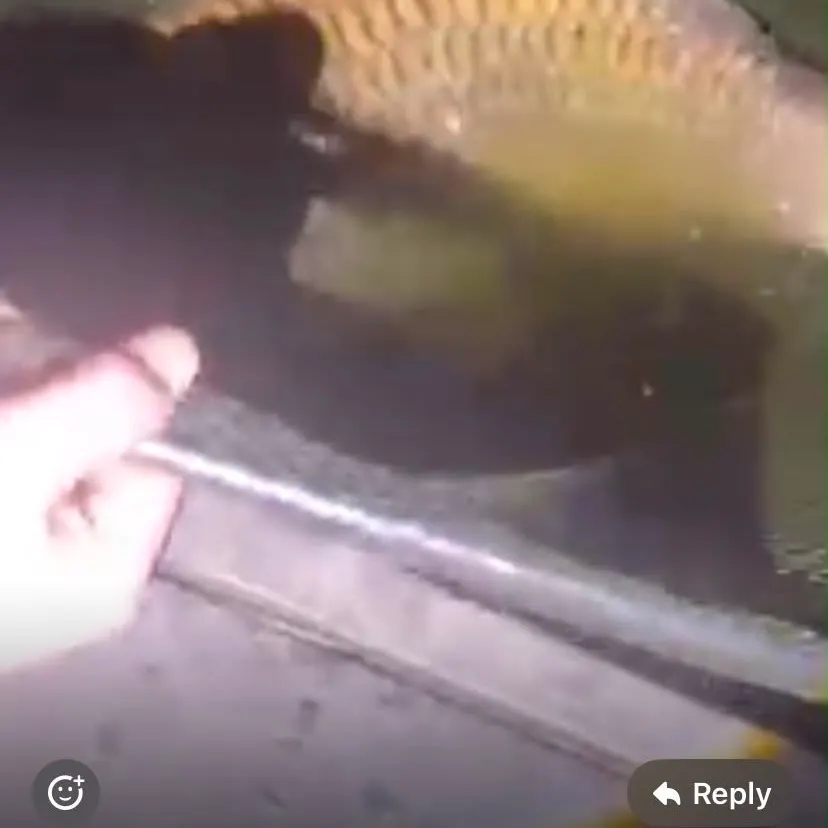 Common carp caught on Fishbrain