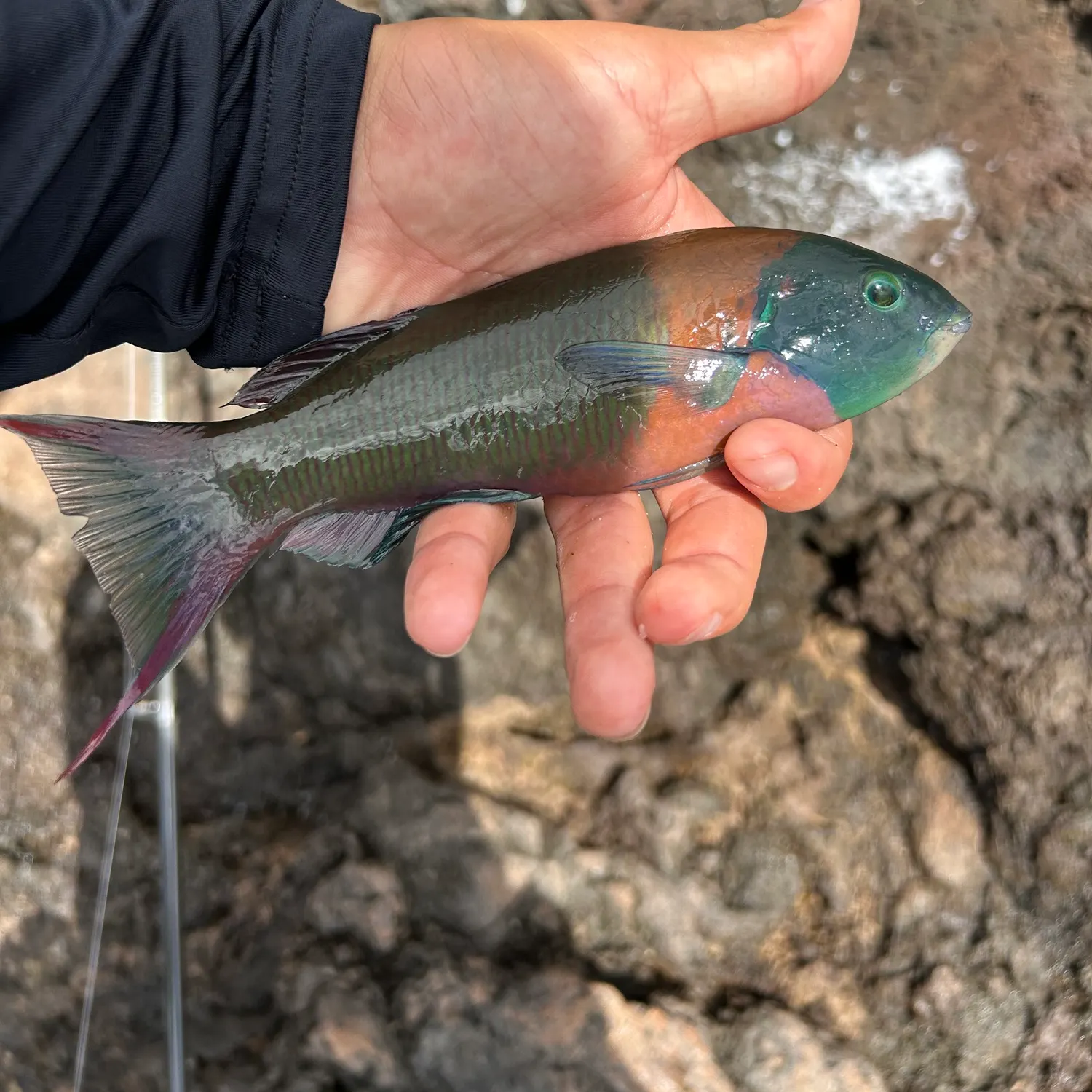 The most recent Saddle wrasse catches on Fishbrain