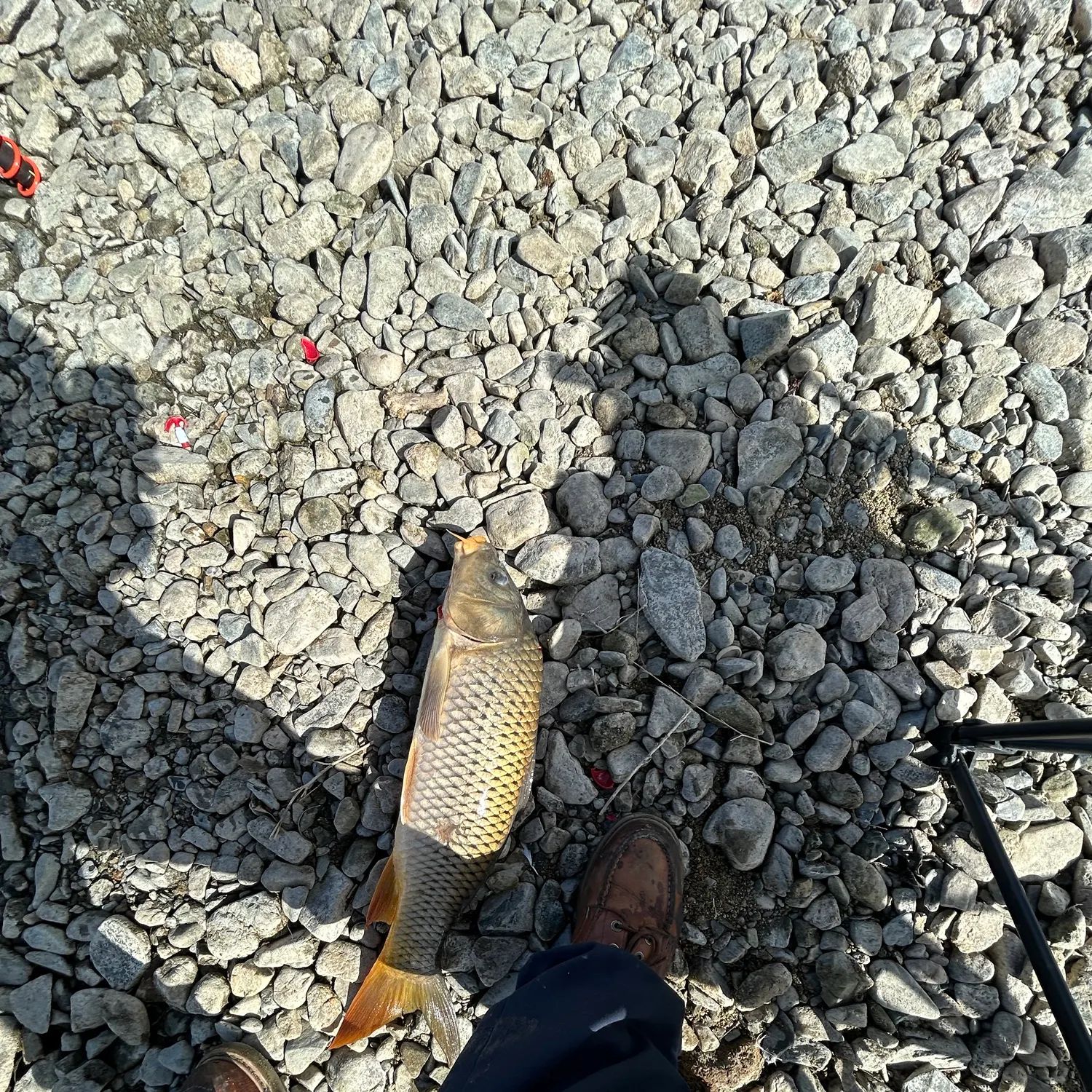 Fish caught on Fishbrain