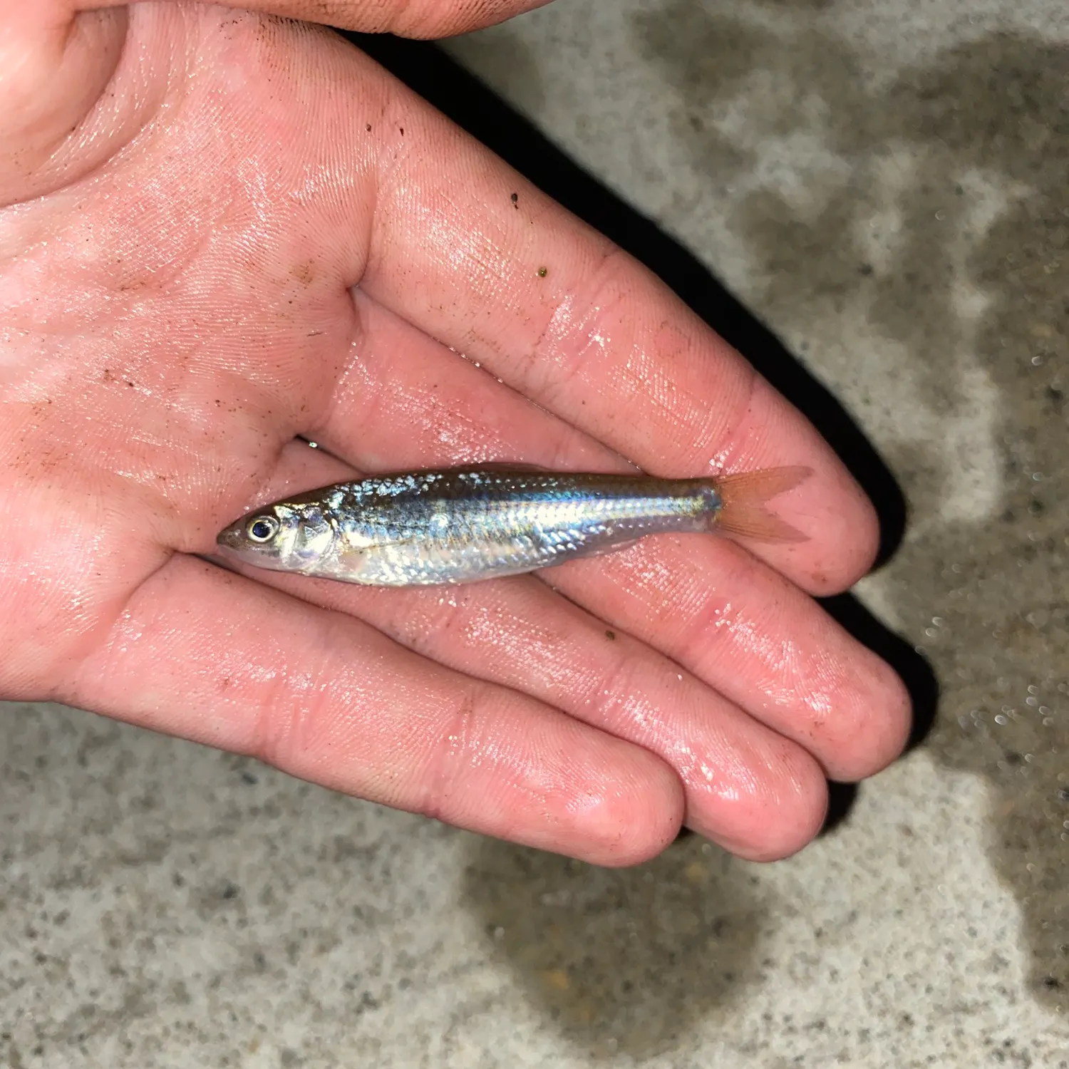 The most recent River shiner catches on Fishbrain