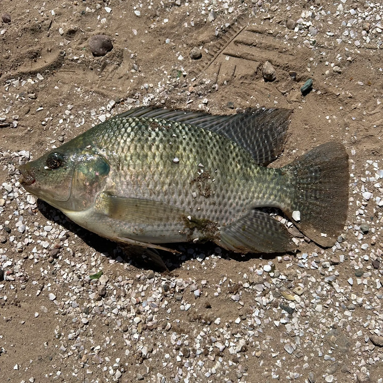 The most recent Blue tilapia catches on Fishbrain
