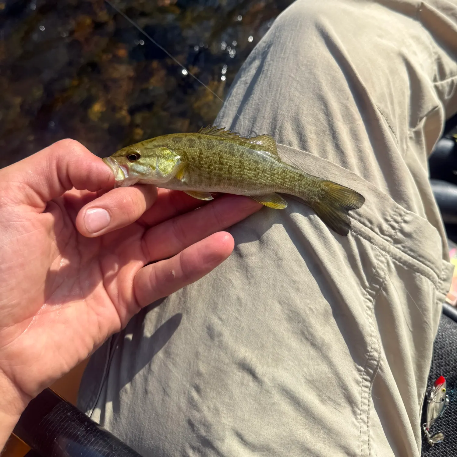 Smallmouth bass caught on Fishbrain