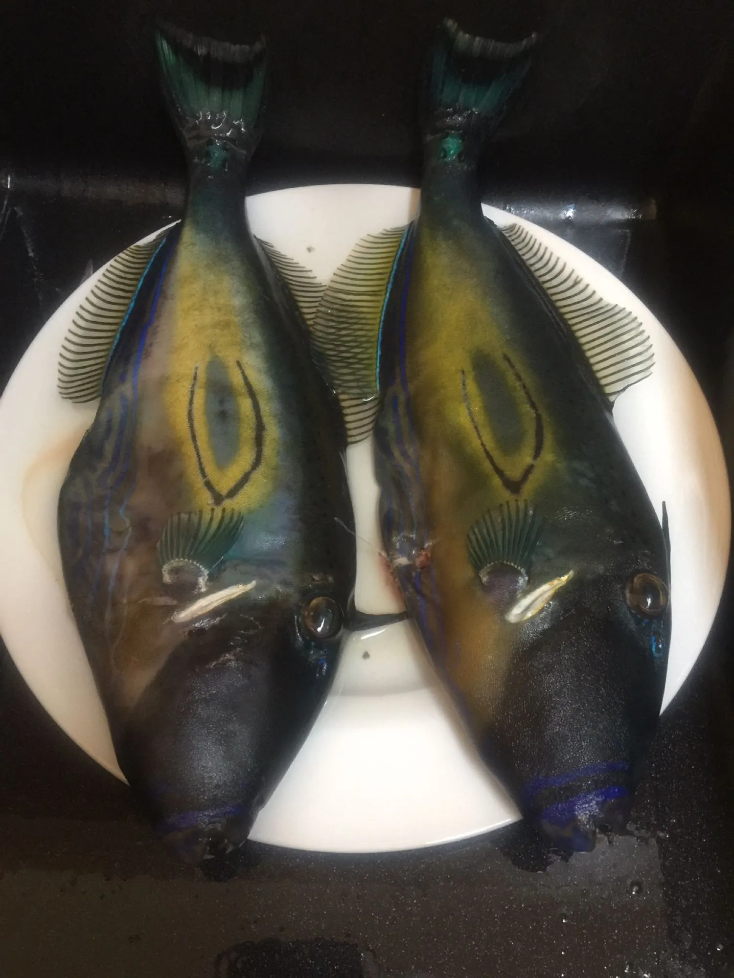 Post image from finn.diamond