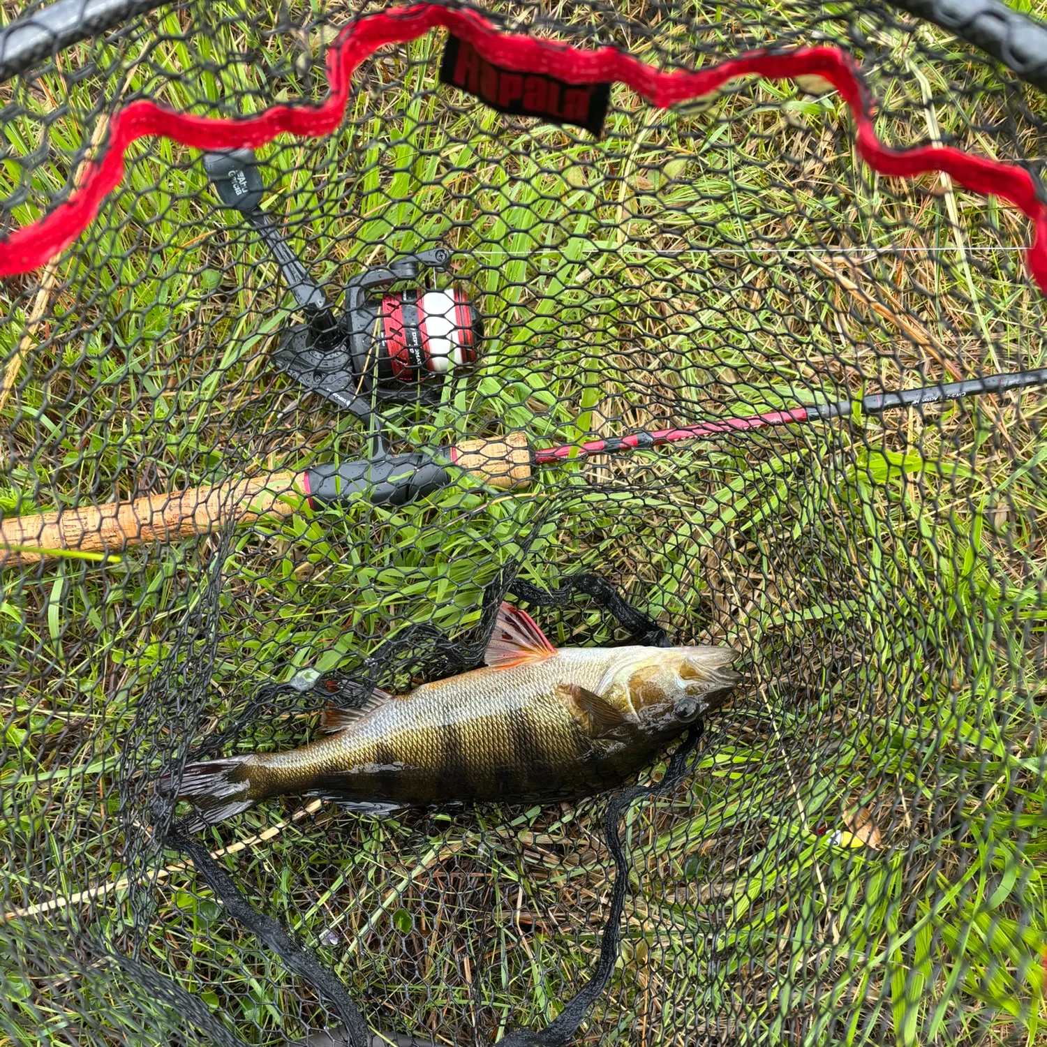European perch caught on Fishbrain