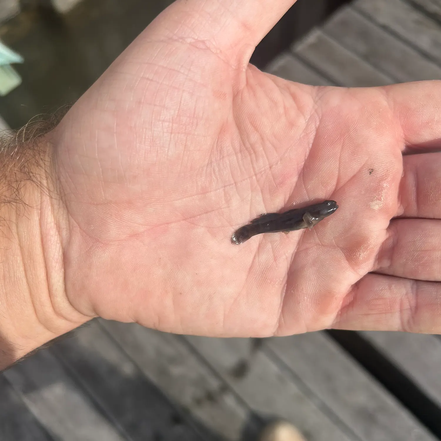 The most recent Naked goby catches on Fishbrain