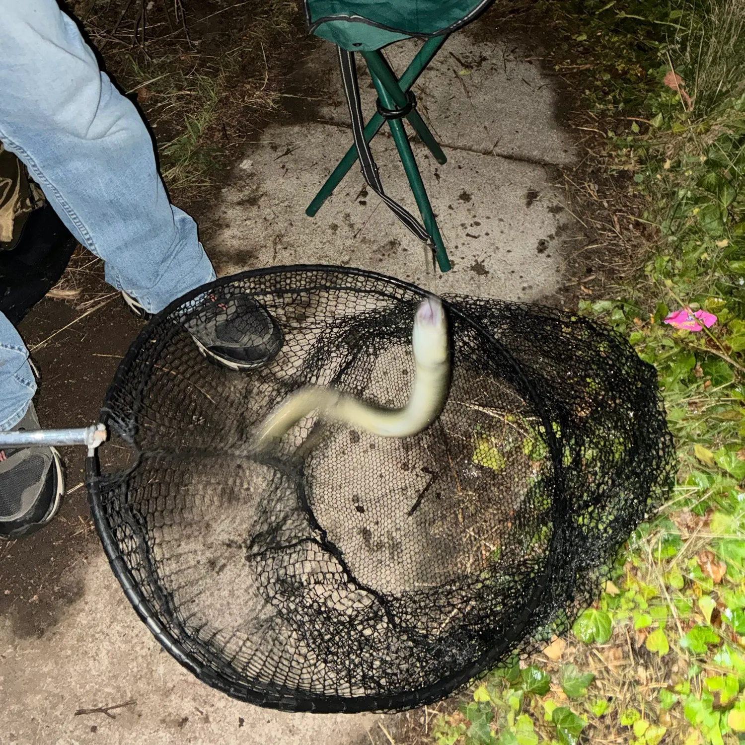 European eel caught on Fishbrain