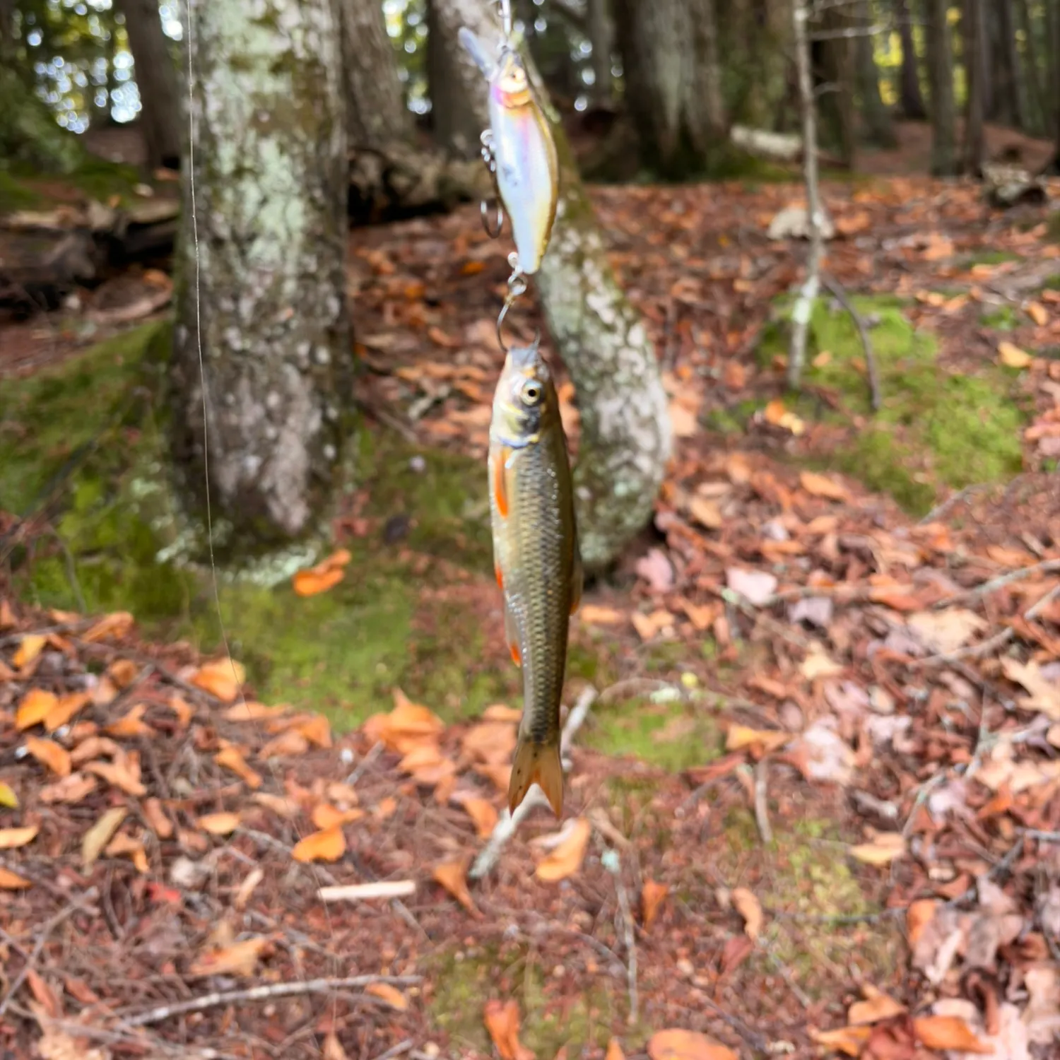 Creek chub caught on Fishbrain