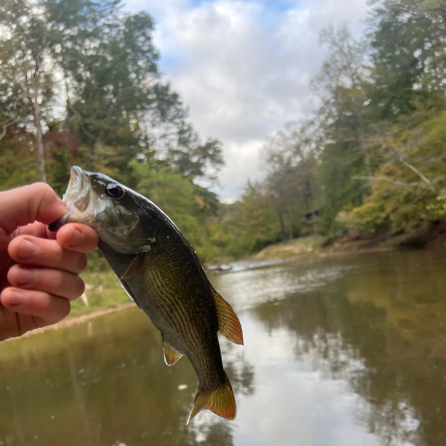 Spotted bass caught on Fishbrain