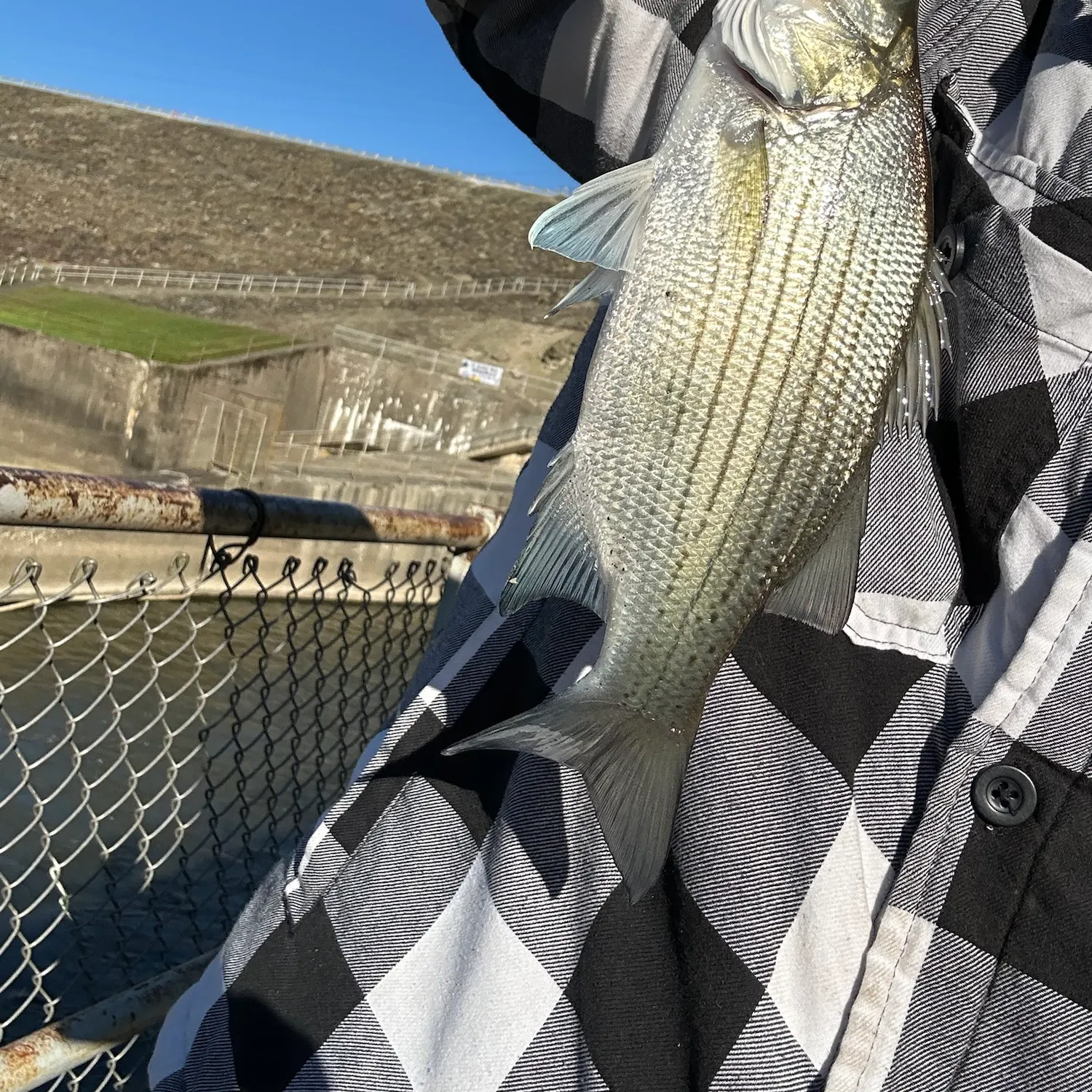 White bass caught on Fishbrain