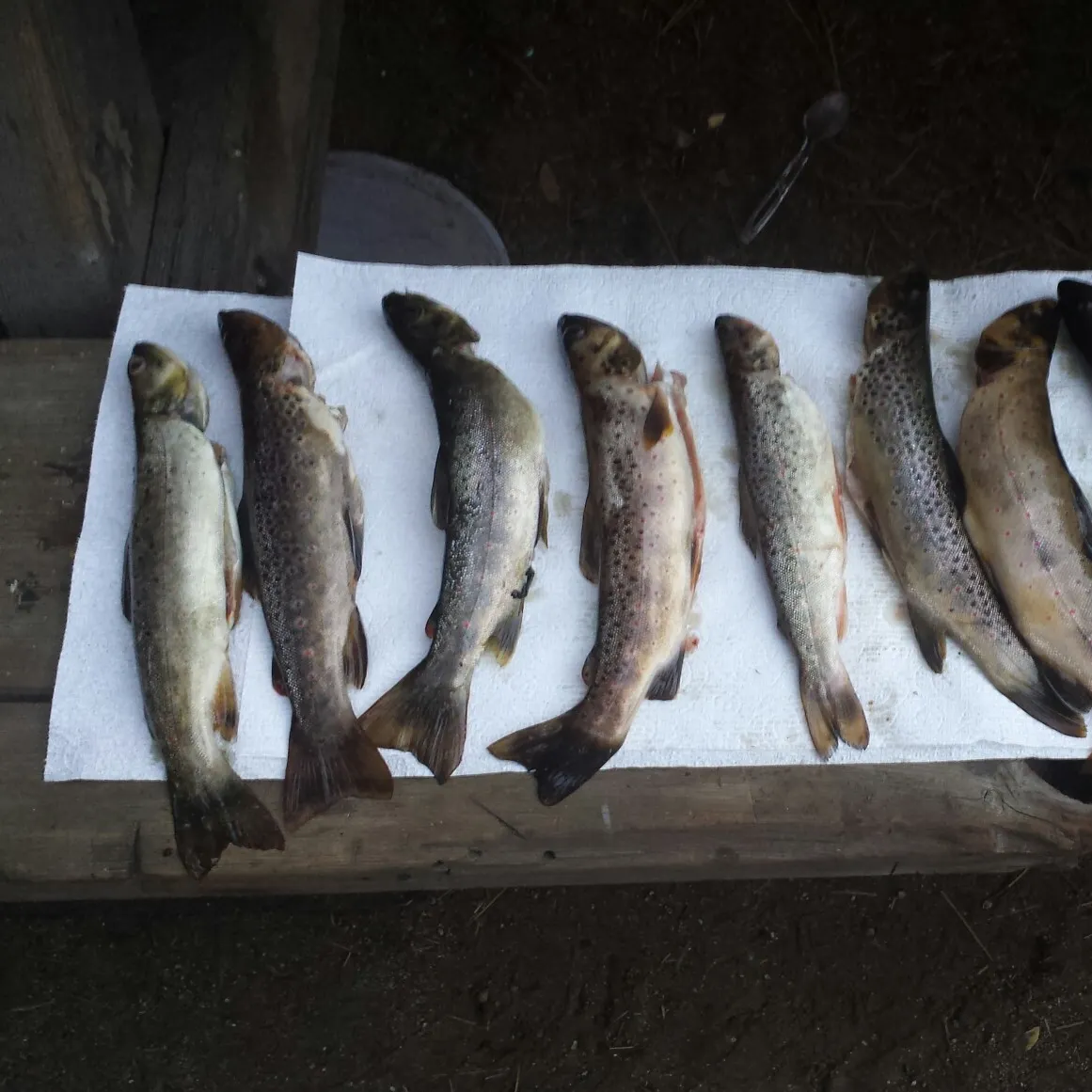 recently logged catches