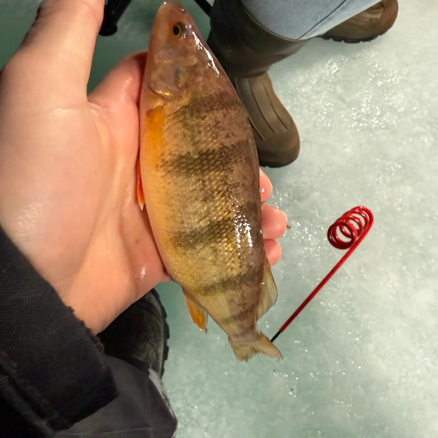 The most recent Yellow perch catches on Fishbrain